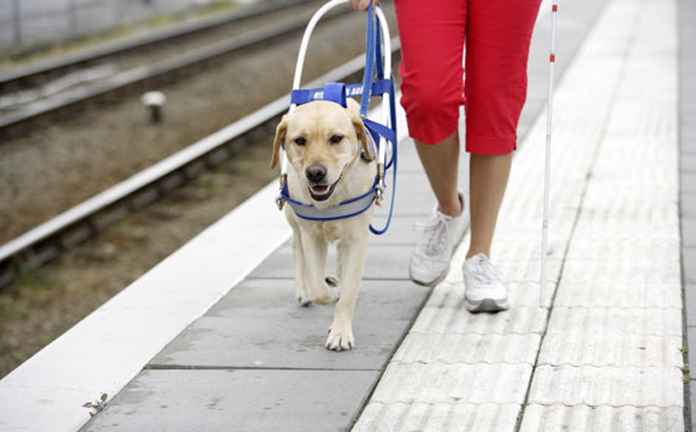 service animals walking platform